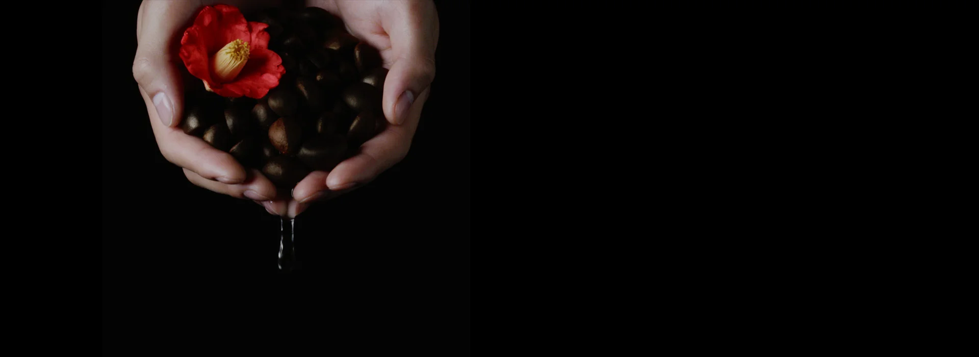 alt="Cupped hands holding precious Tsubaki seeds and a red camellia flower, with cleansing oil dripping from them against a dark background."